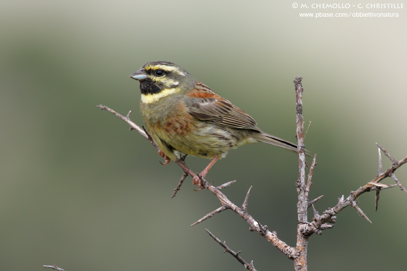 Cirl Bunting - Zigolo nero (Emberiza cirlus)