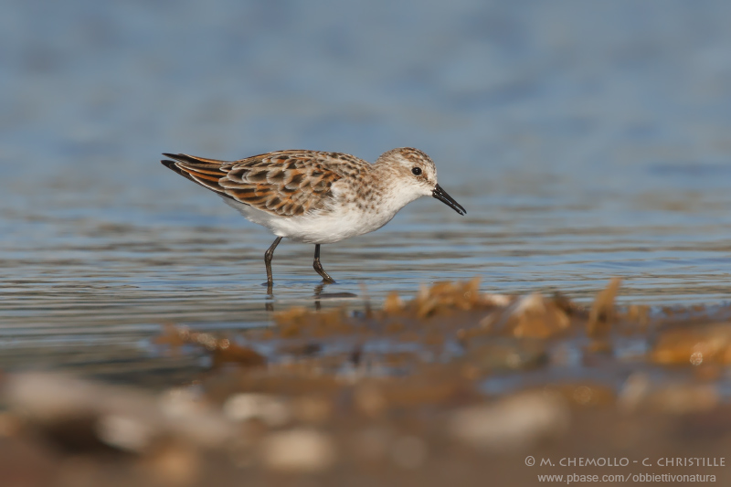 Little stint - Gambecchio comune (Calidris minuta)