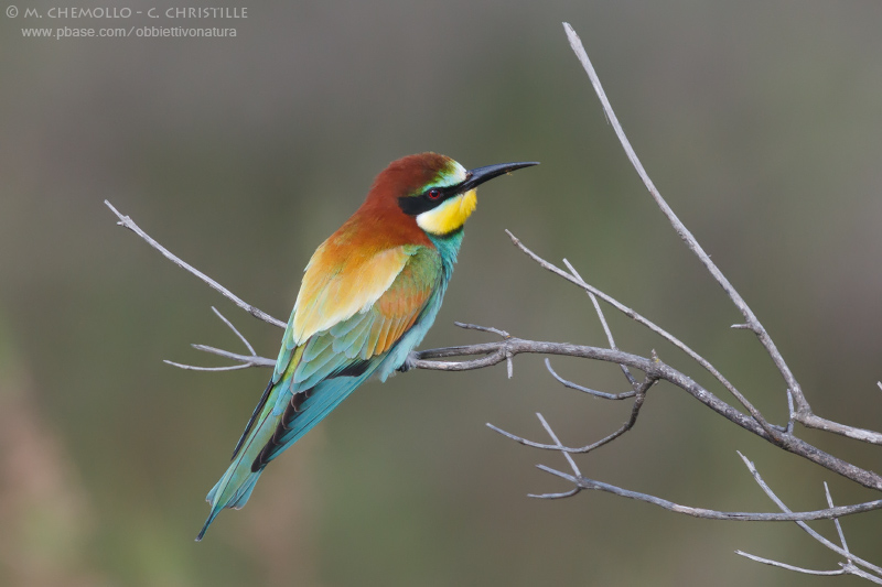 Bee-eater - Gruccione (Merops apiaster)
