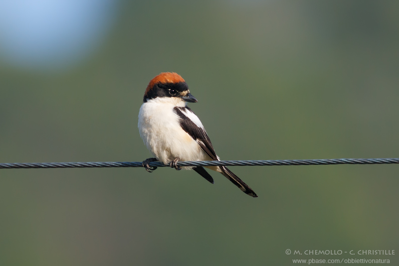 Woodchat Shrike - Averla Capirossa (Lanius senator)