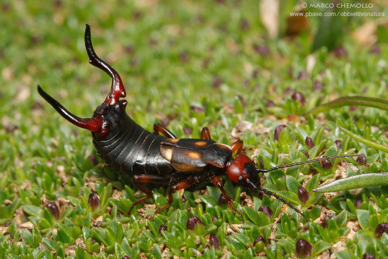 Anechura bipunctata