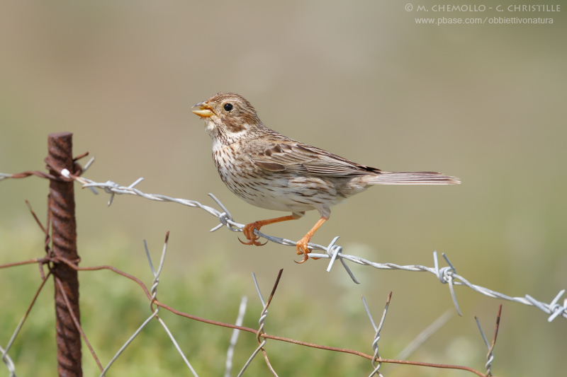 Corn Buntig - Strillozzo (Emberiza calandra)