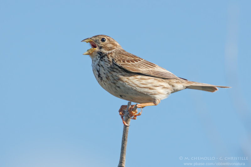 Corn Buntig - Strillozzo (Emberiza calandra)