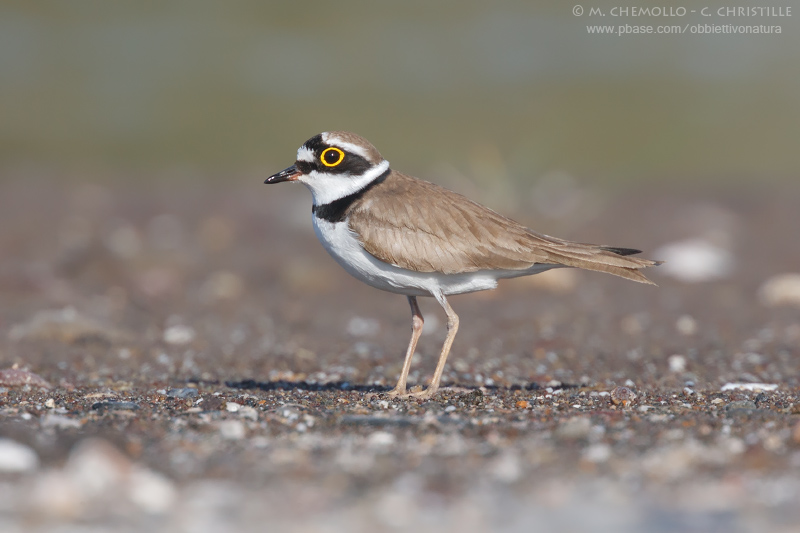 Little Ringed Plover - Corriere piccolo (Charadrius dubius)