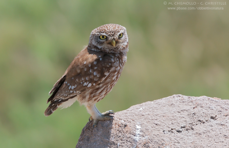 Little Owl - Civetta (Athene noctua)
