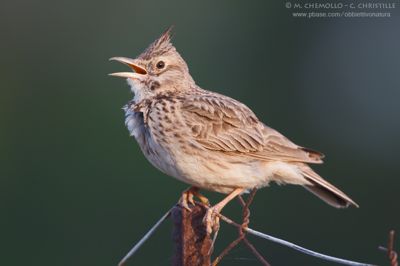 Crested Lark - Cappellaccia (Galerida cristata)