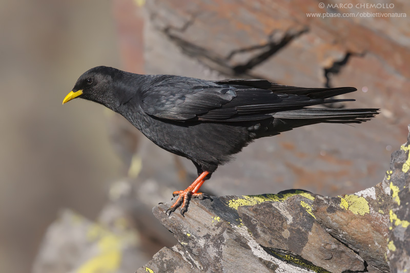 Alpine Chough - Gracchio Alpino (Pyrrhocorax graculus)