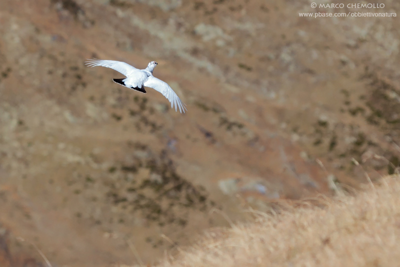 Alpine ptarmigan - Pernice bianca alpina (Lagopus muta helvetica)