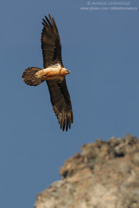 Bearded Vulture - Gipeto (Gypaetus barbatus)