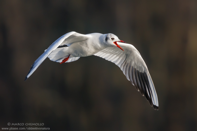 Black-headed Gull - Gabbiano Comune (Chroicocephalus ridibundus)