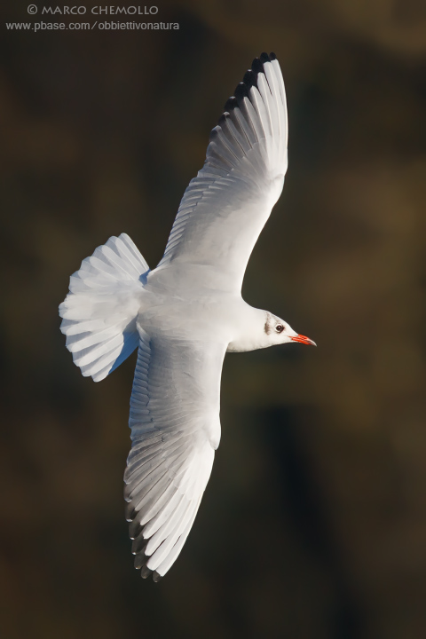 Black-headed Gull - Gabbiano Comune (Chroicocephalus ridibundus)