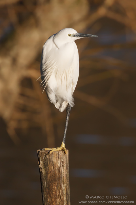 Little Egret - Garzetta (Egretta garzetta)