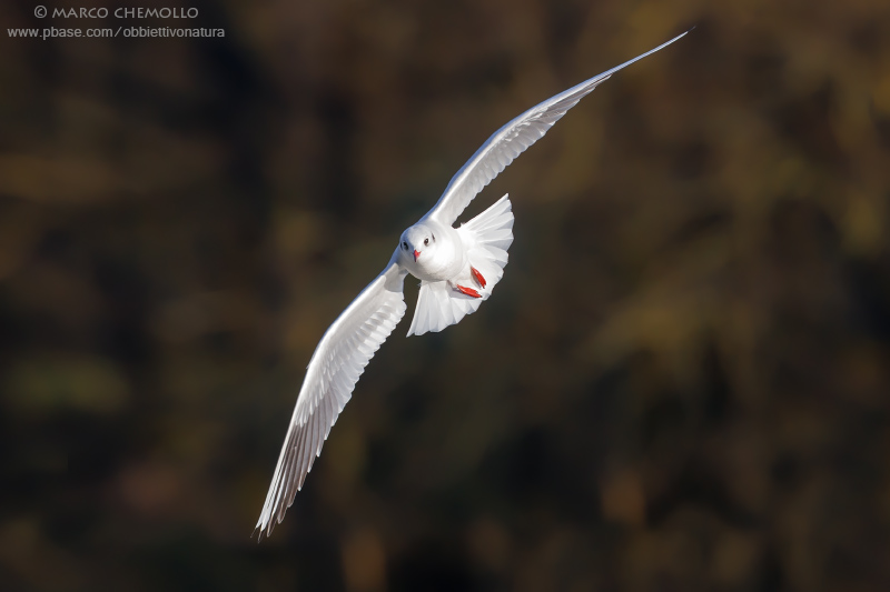 Black-headed Gull - Gabbiano Comune (Chroicocephalus ridibundus)