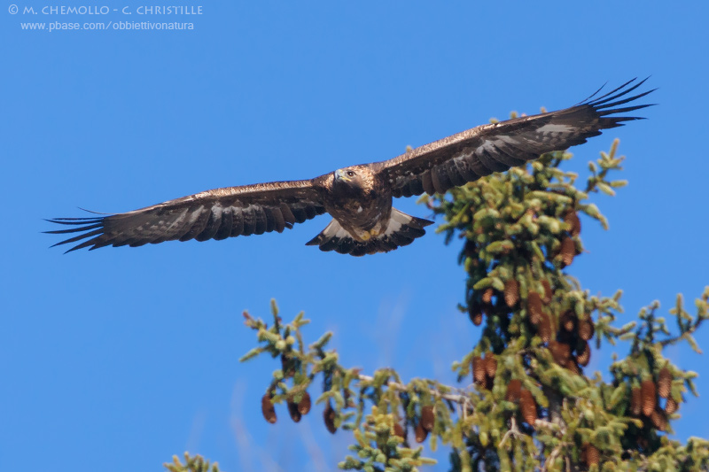 Golden eagle - Aquila reale (Aquila chrysaetos)