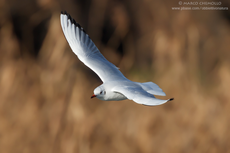 Black-headed Gull - Gabbiano Comune (Chroicocephalus ridibundus)