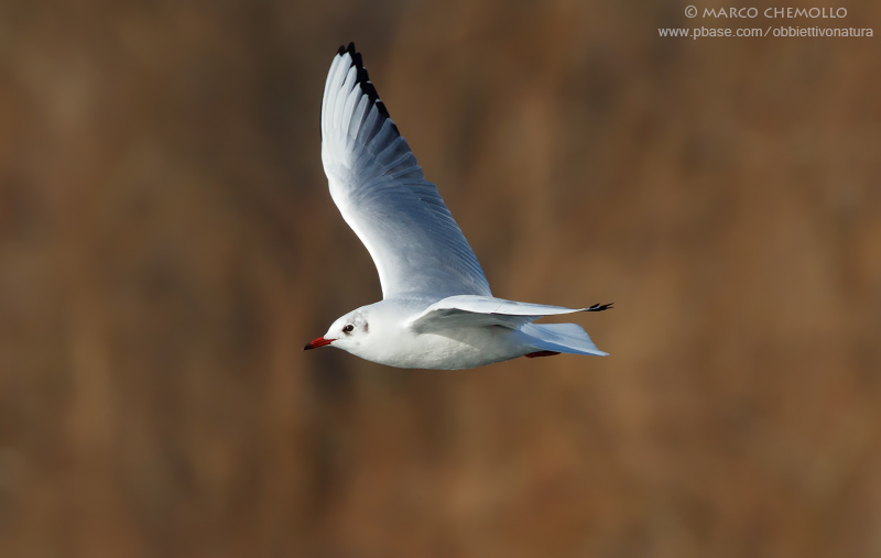Black-headed Gull - Gabbiano Comune (Chroicocephalus ridibundus)