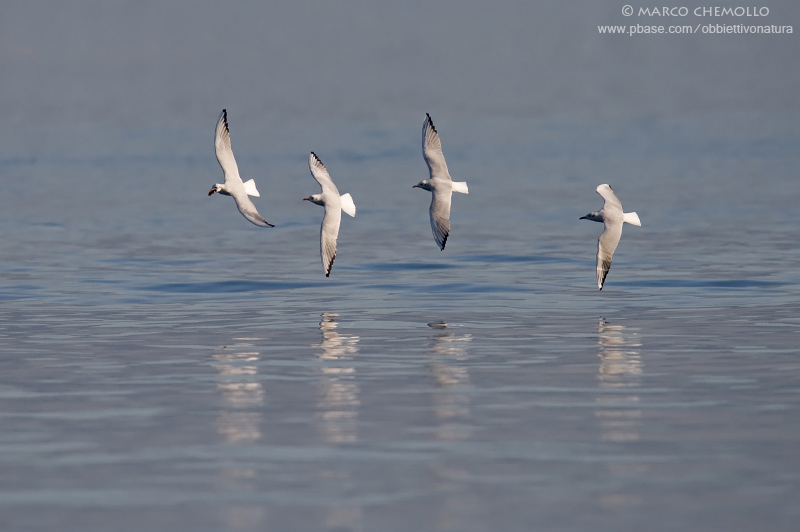 Black-headed Gull - Gabbiano Comune (Chroicocephalus ridibundus)