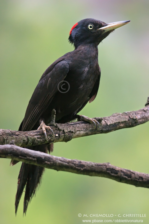 Black Woodpecker - Picchio nero (Dryocopus martius)