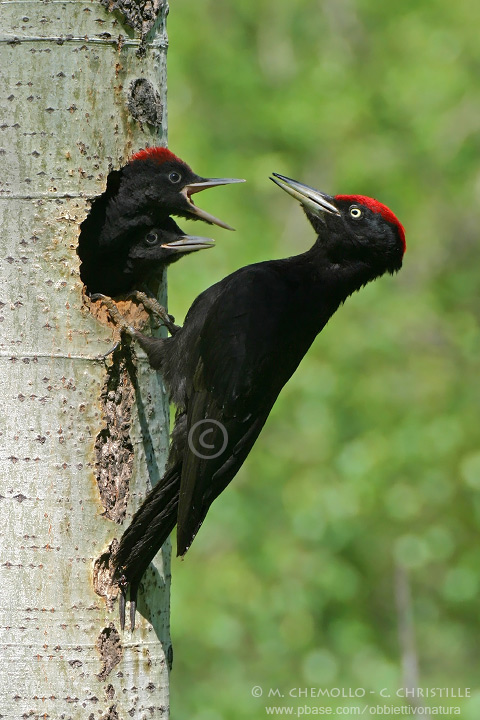 Black Woodpecker - Picchio nero (Dryocopus martius)