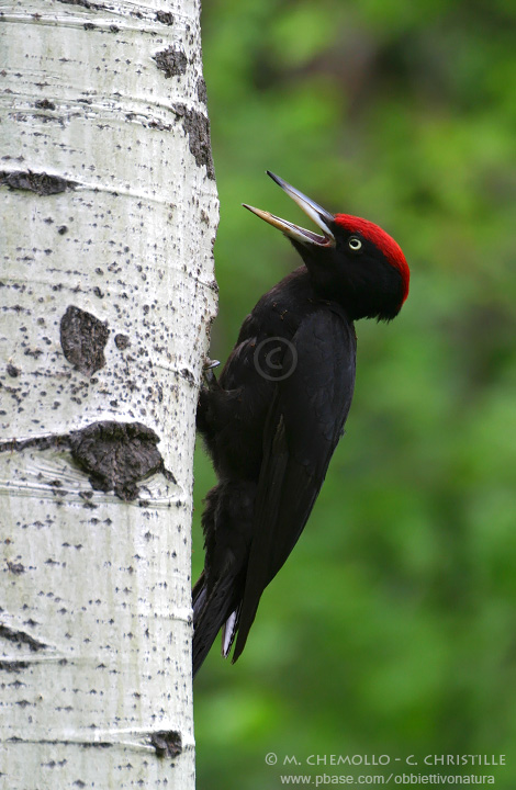 Black Woodpecker - Picchio nero (Dryocopus martius)