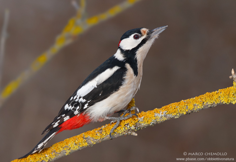 Great Spotted Woodpecker - Picchio rosso maggiore (Dendrocopos major)