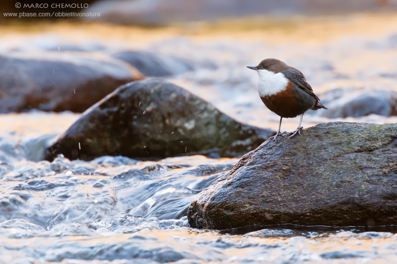 Dipper - Merlo acquaiolo (Cinclus cinclus)