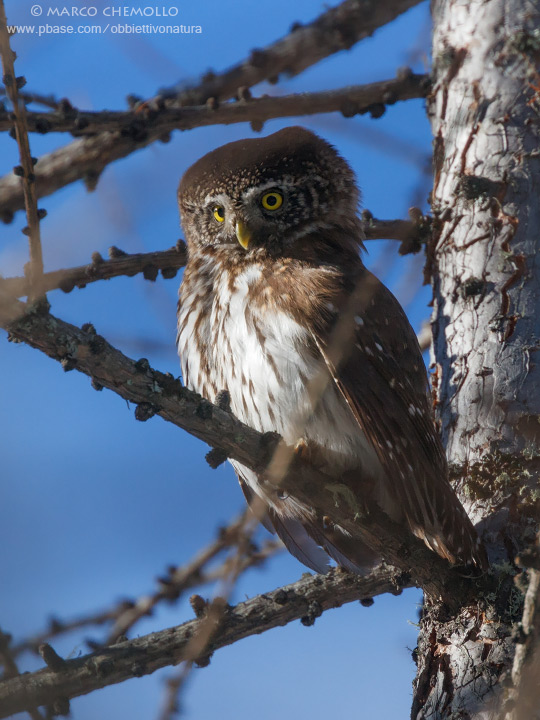 Eurasian Pygmy Owl - Civetta nana (Glaucidium passerinum)