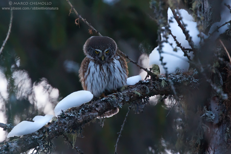 Eurasian Pygmy Owl - Civetta nana (Glaucidium passerinum)
