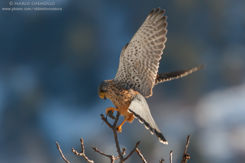 Kestrel - Gheppio (Falco tinnunculus)