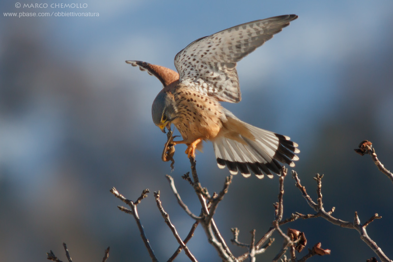 Kestrel - Gheppio (Falco tinnunculus)