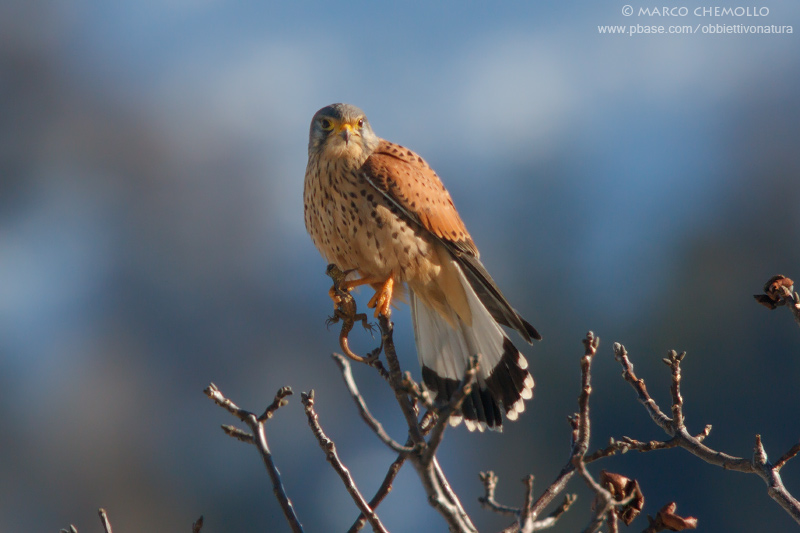 Kestrel - Gheppio (Falco tinnunculus)