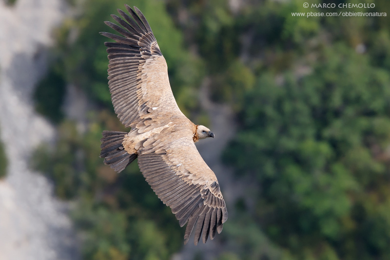 Griffon Vulture - Grifone (Gyps fulvus)