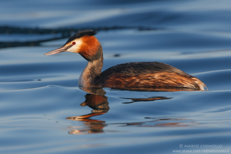 Great Crested Grebe - Svasso maggiore (Podiceps cristatus)