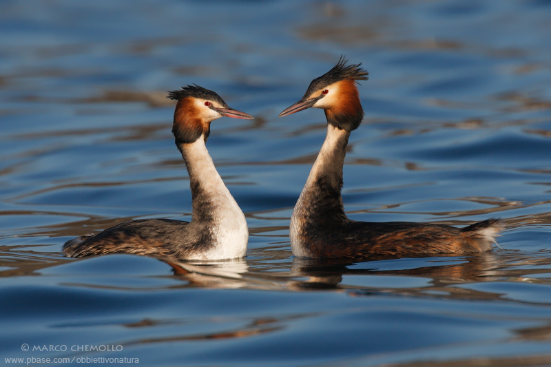 Great Crested Grebe - Svasso maggiore (Podiceps cristatus)
