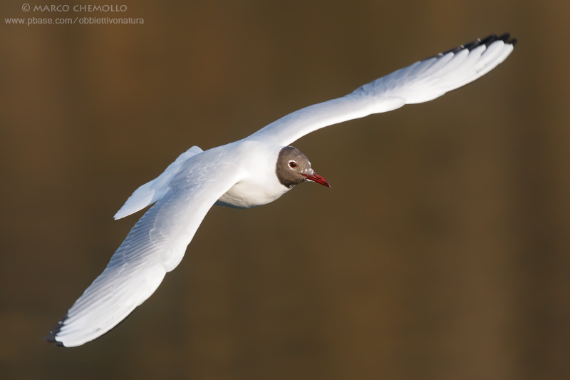 Black-headed Gull - Gabbiano Comune (Chroicocephalus ridibundus)