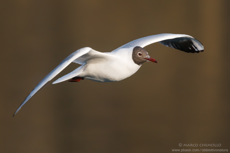 Black-headed Gull - Gabbiano Comune (Chroicocephalus ridibundus)