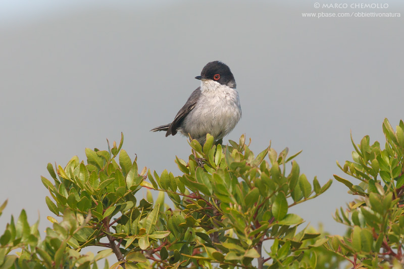 Sylvia melanocephala