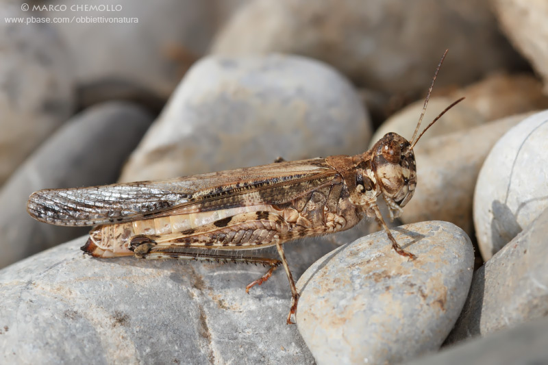 Acrotylus patruelis
