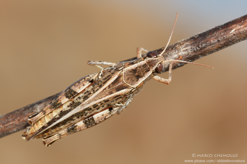 Calliptamus italicus