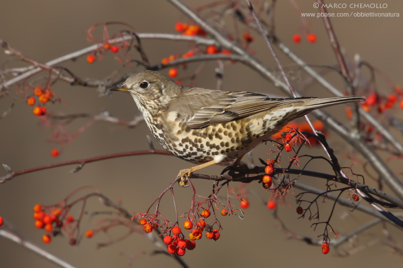 Mistle thrush - Tordela (Turdus viscivorus)