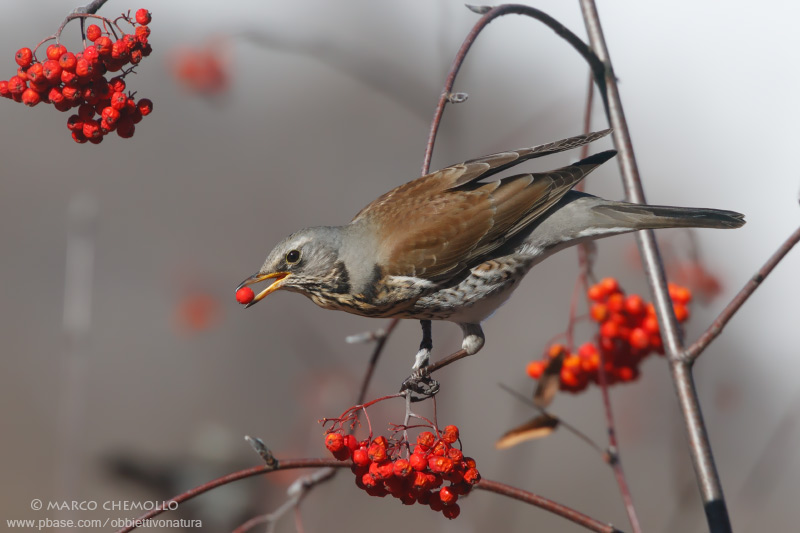 Fieldfare - Cesena (Turdus pilaris)