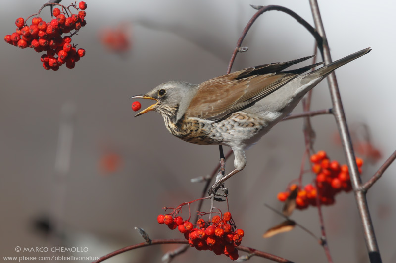 Fieldfare - Cesena (Turdus pilaris)