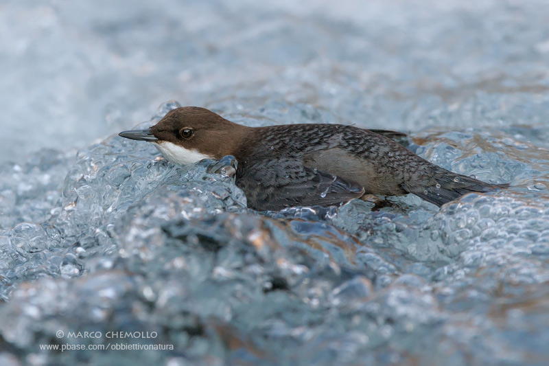Dipper - Merlo acquaiolo (Cinclus cinclus)