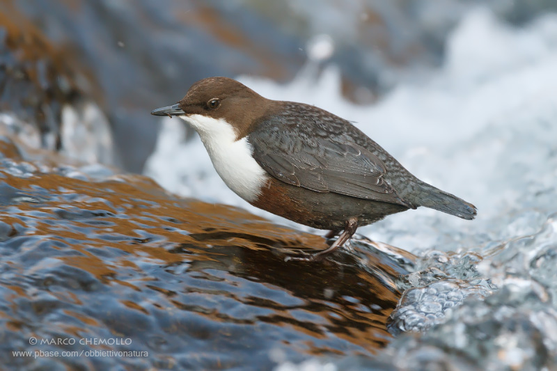 Dipper - Merlo acquaiolo (Cinclus cinclus)