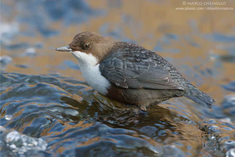 Dipper - Merlo acquaiolo (Cinclus cinclus)