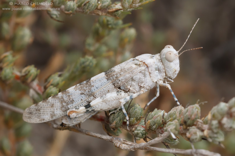 Sphingonotus cfr. corsicus