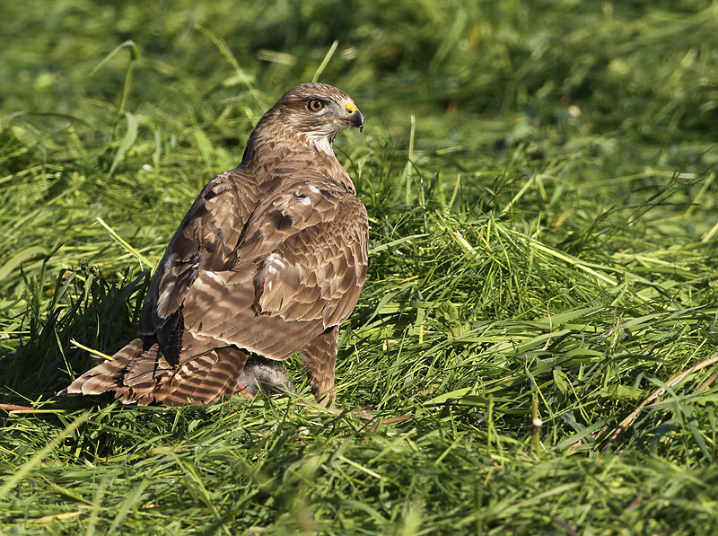 Buizerd 25