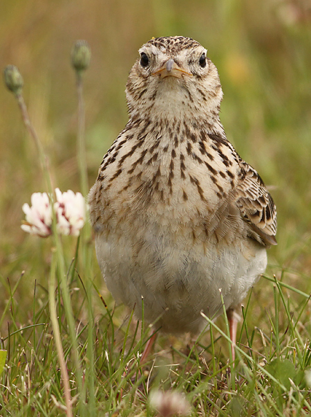 Veldleeuwerik frontal