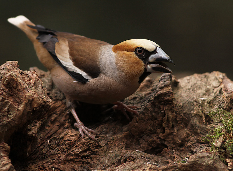 Appelvink 19