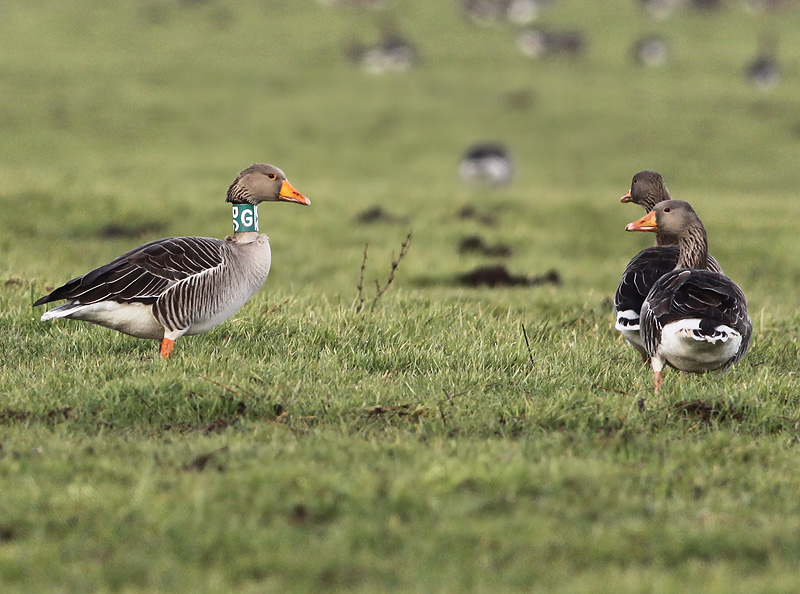 Grauwe Gans GBG